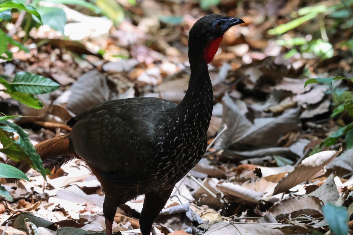 Crested Guan - Peter Crosson