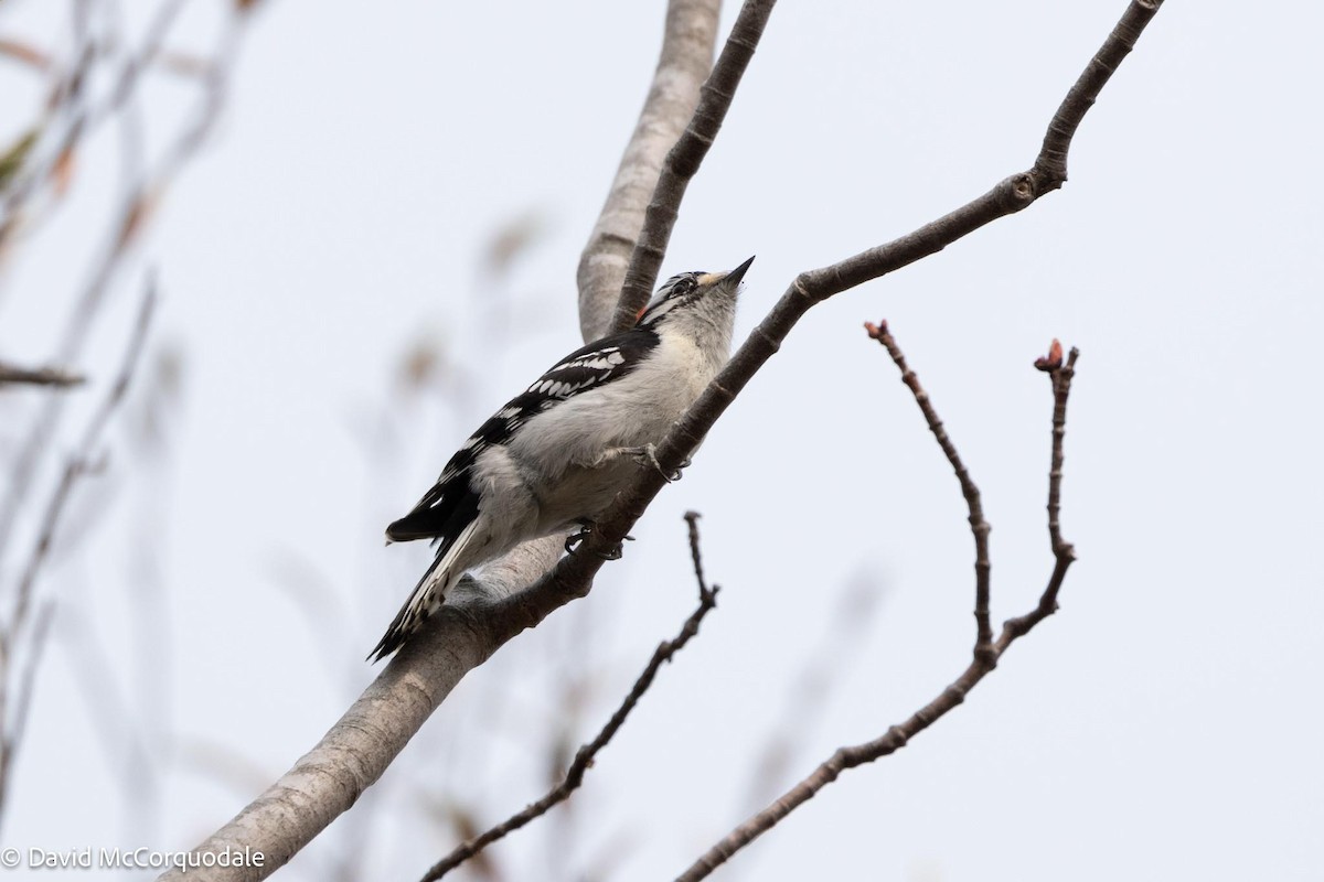 Downy Woodpecker - David McCorquodale