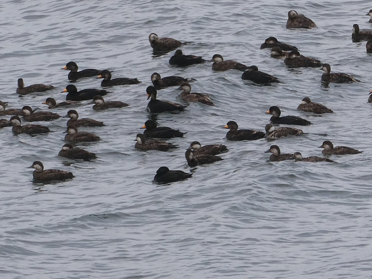 Black Scoter - ML572723711