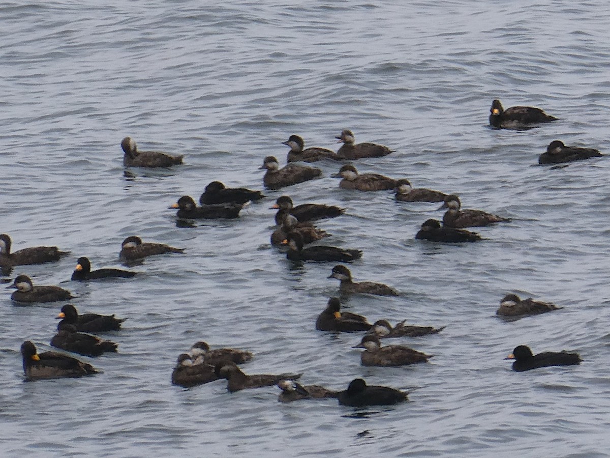 Black Scoter - Bill Grabin