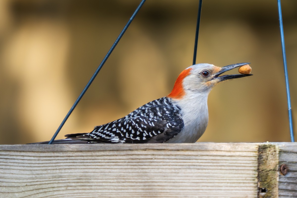 Red-bellied Woodpecker - Fran Meyerson