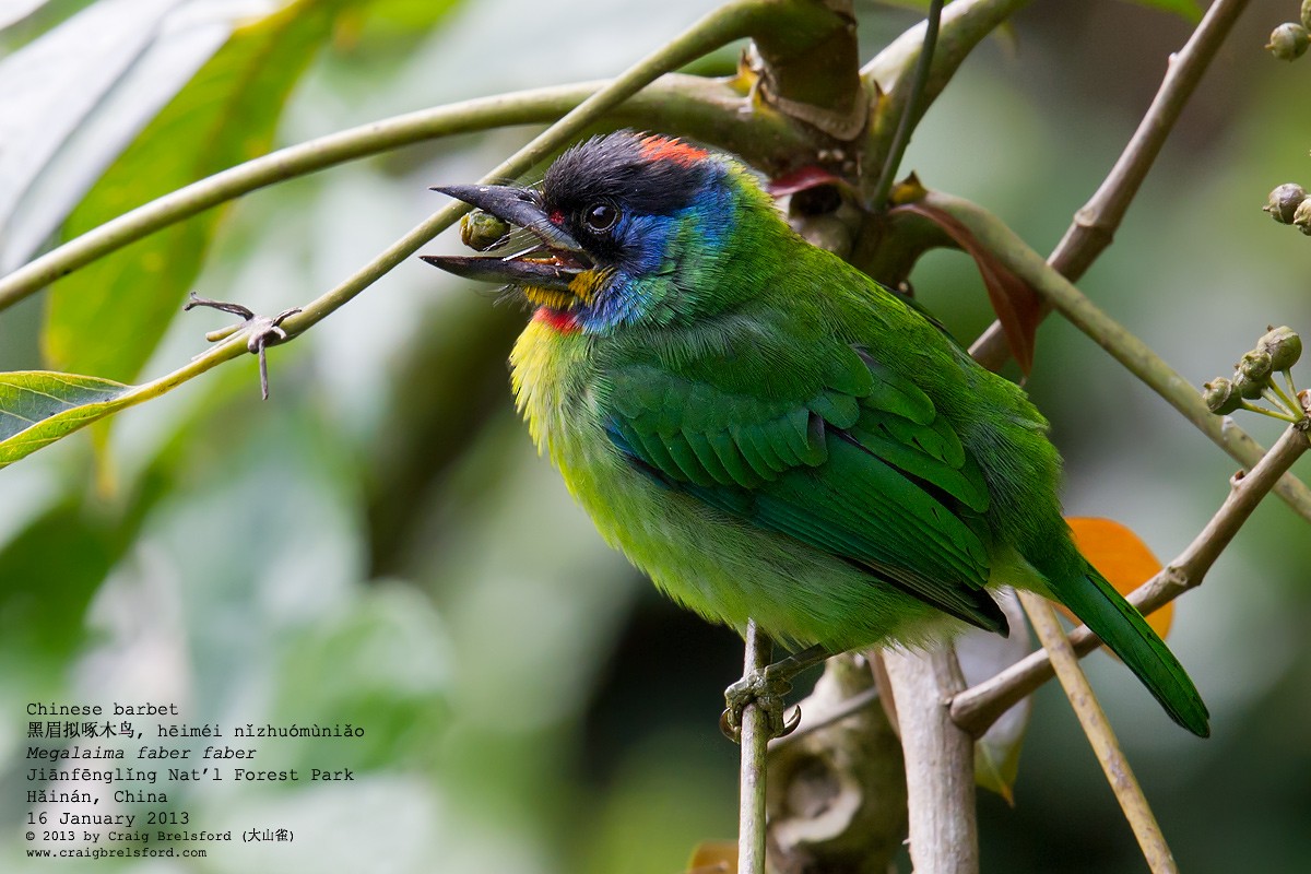 Chinese Barbet - Craig Brelsford