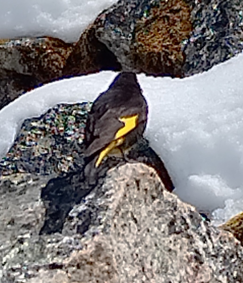 Black Siskin - Raúl Ramírez Pozo