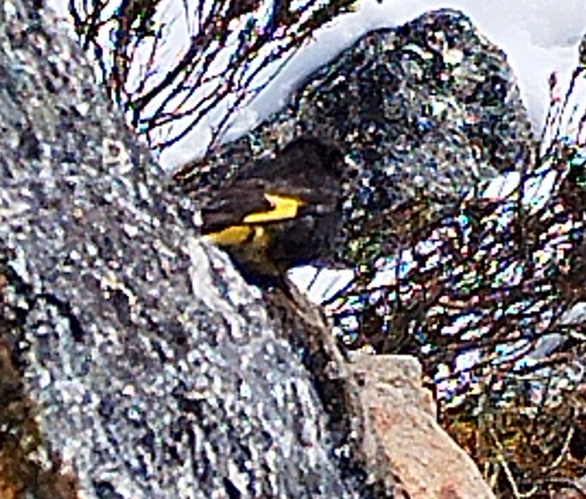 Black Siskin - ML572724291