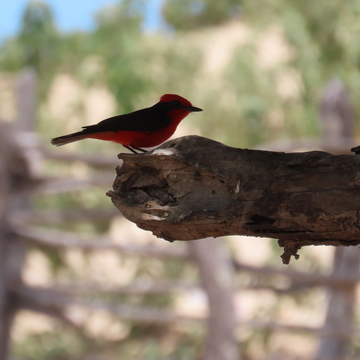 Vermilion Flycatcher (saturatus) - ML572725111