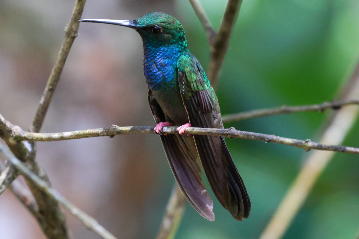 Bronze-tailed Plumeleteer - Peter Crosson