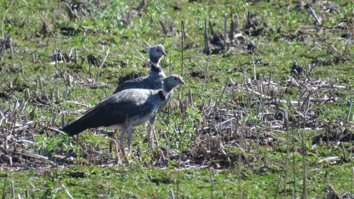 Southern Screamer - Patricio Cowper Coles