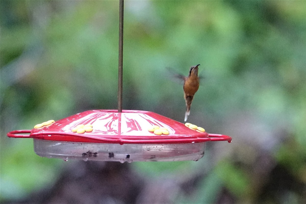 kolibřík šedobradý - ML57272941