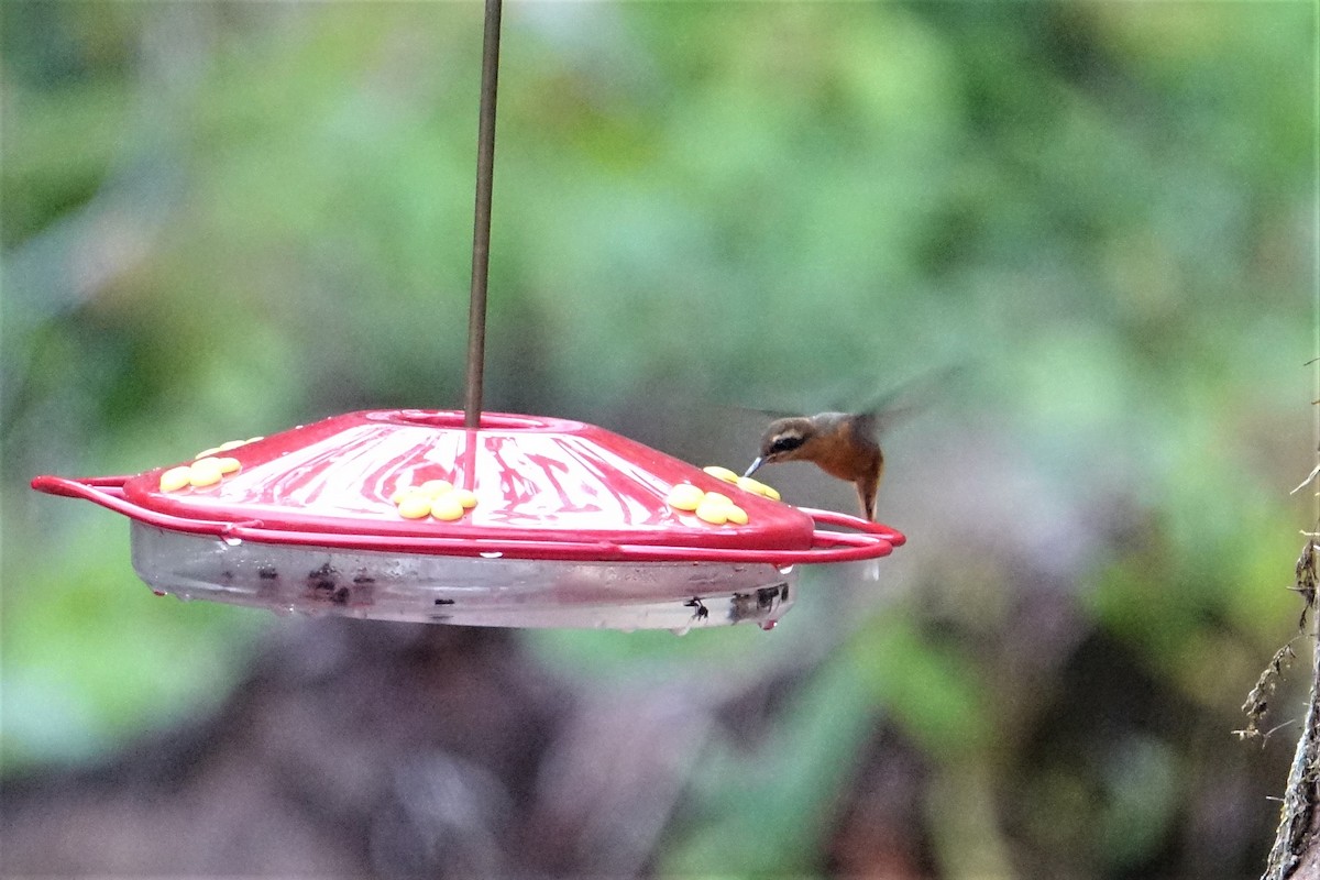Серогорлый колибри-отшельник - ML57272951
