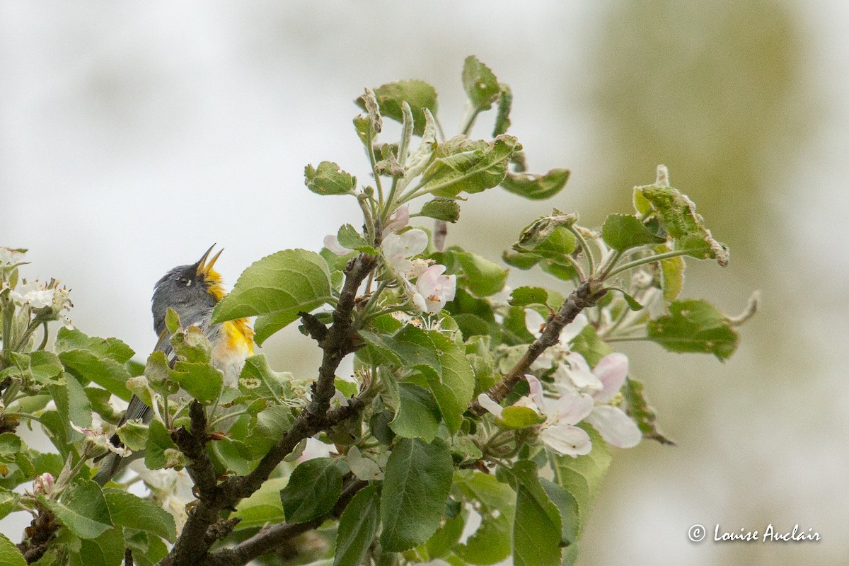 Northern Parula - ML572730601