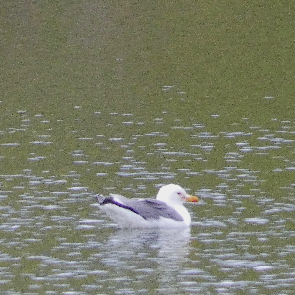 California Gull - ML572731611