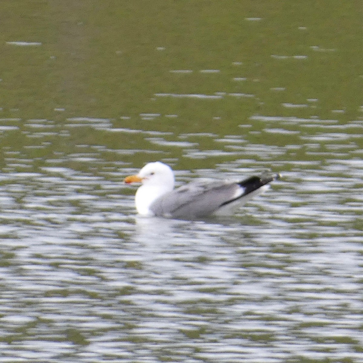 California Gull - ML572731621