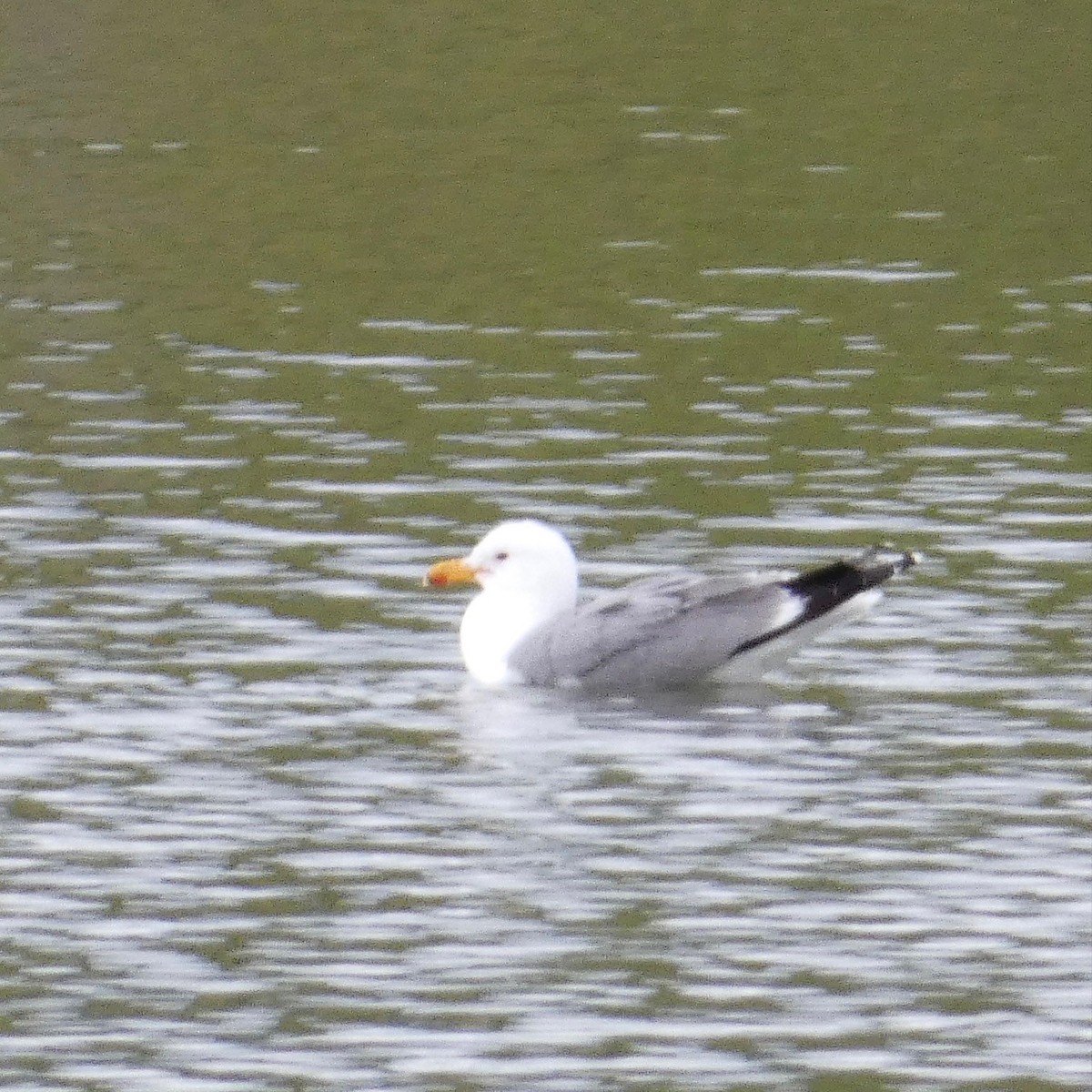 California Gull - ML572731631