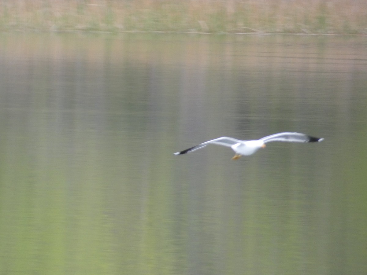 California Gull - ML572731641