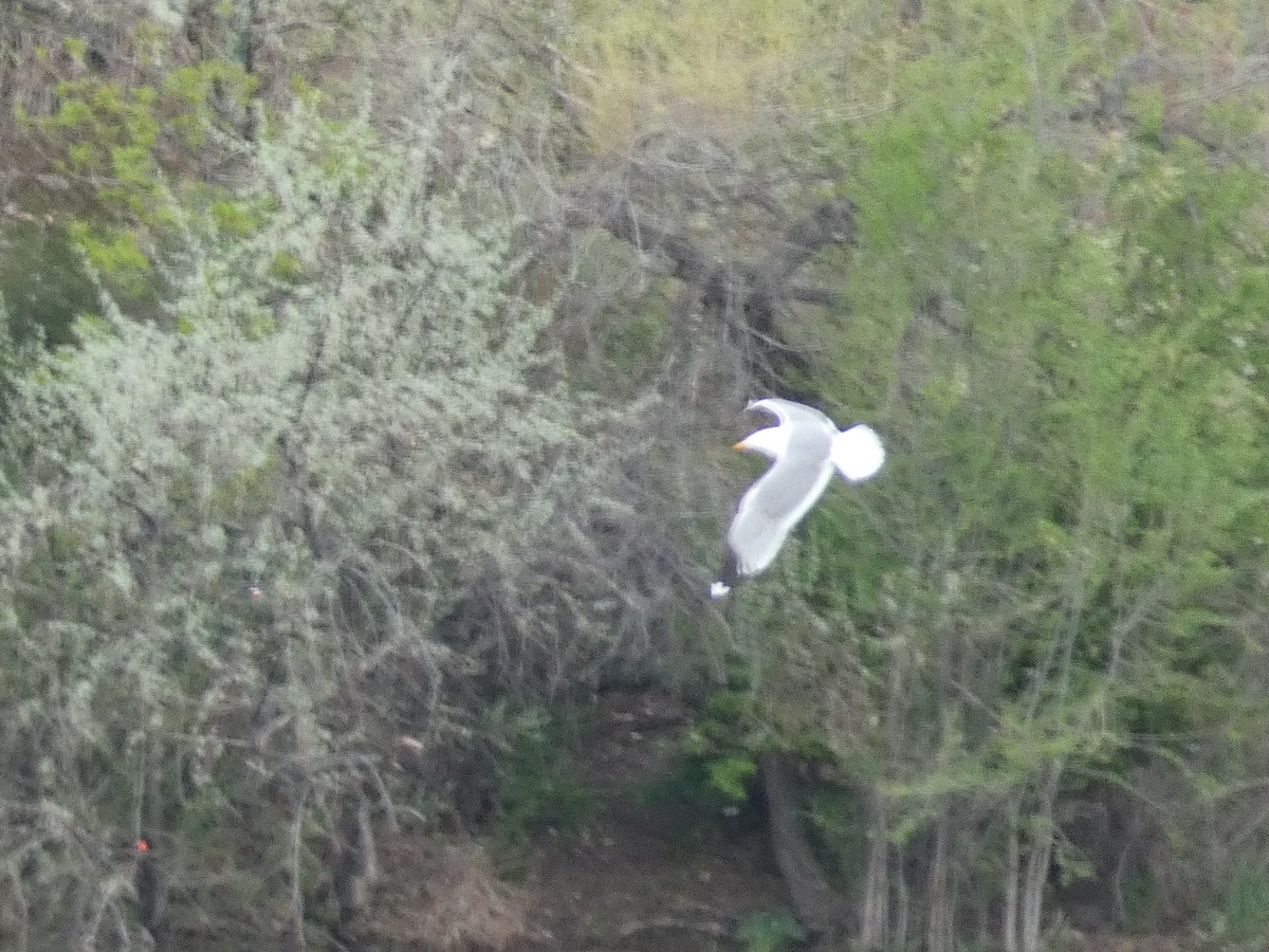 California Gull - ML572731651