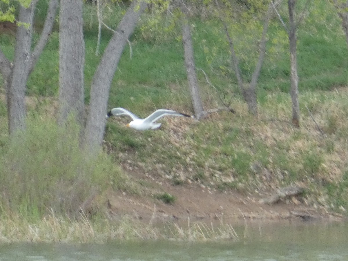 California Gull - ML572731661