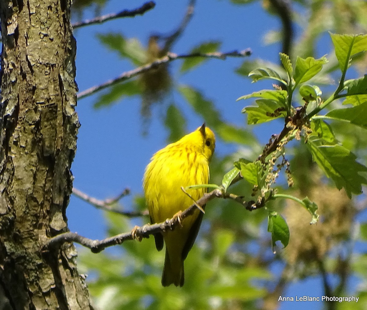 Yellow Warbler - ML572732831