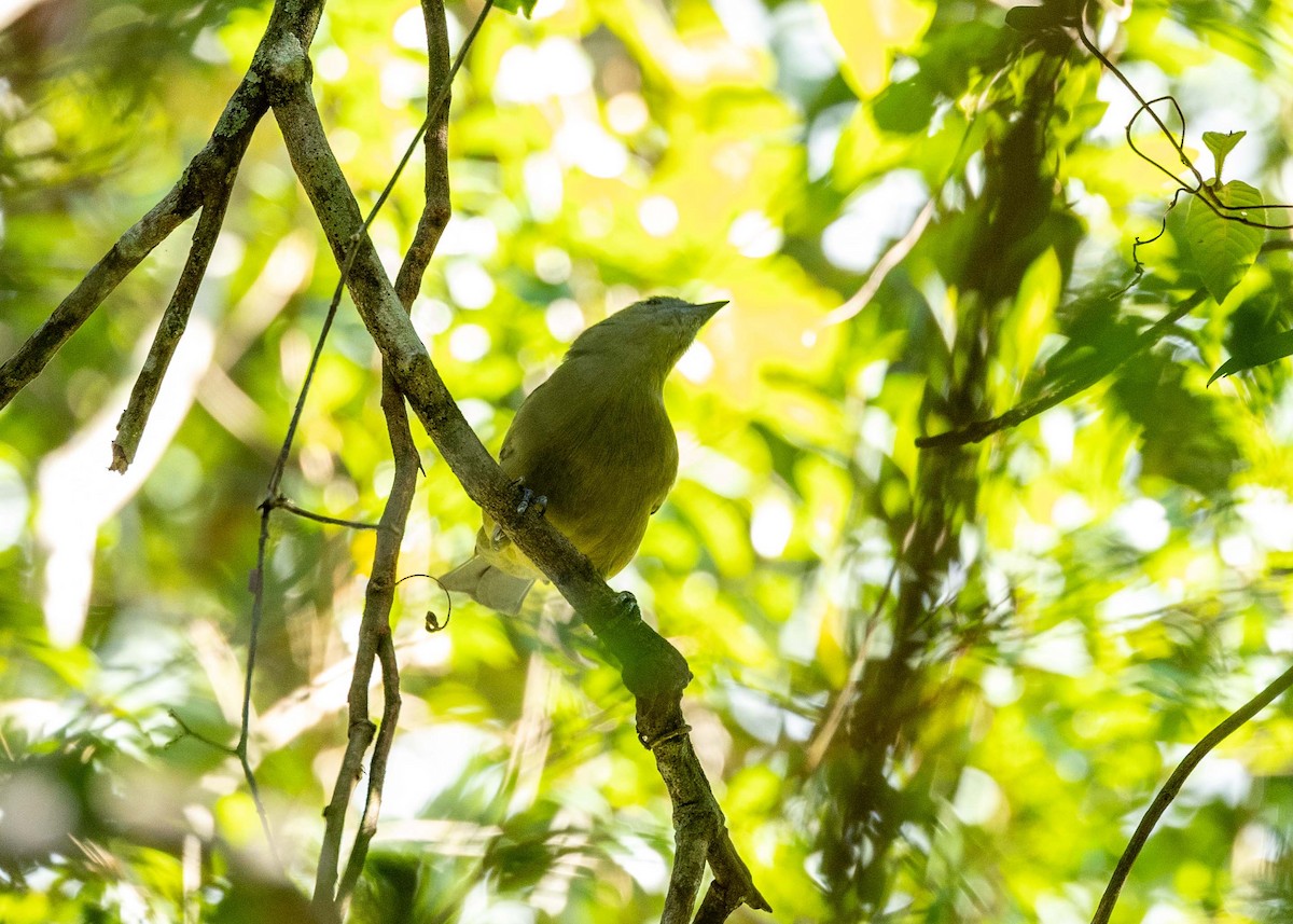 Palm Tanager - ML572733581