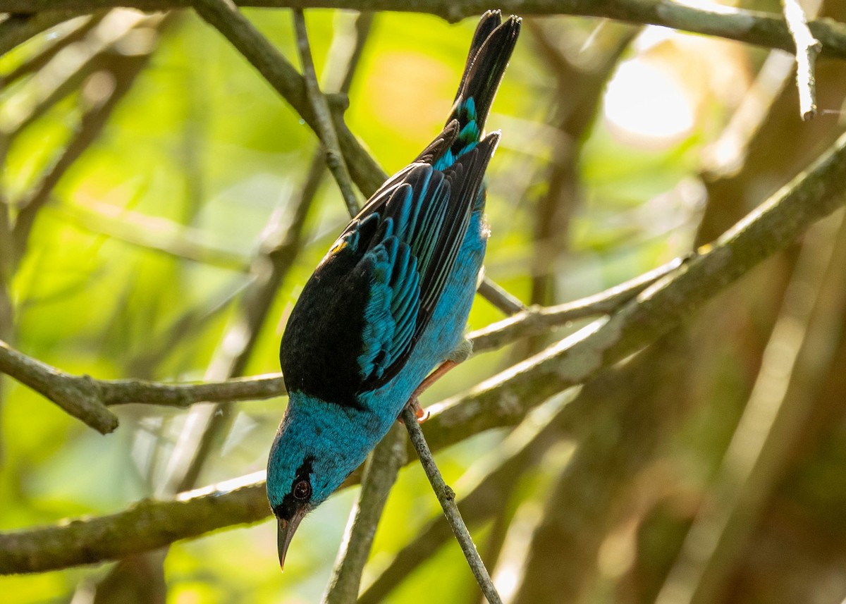 Blue Dacnis - ML572733721