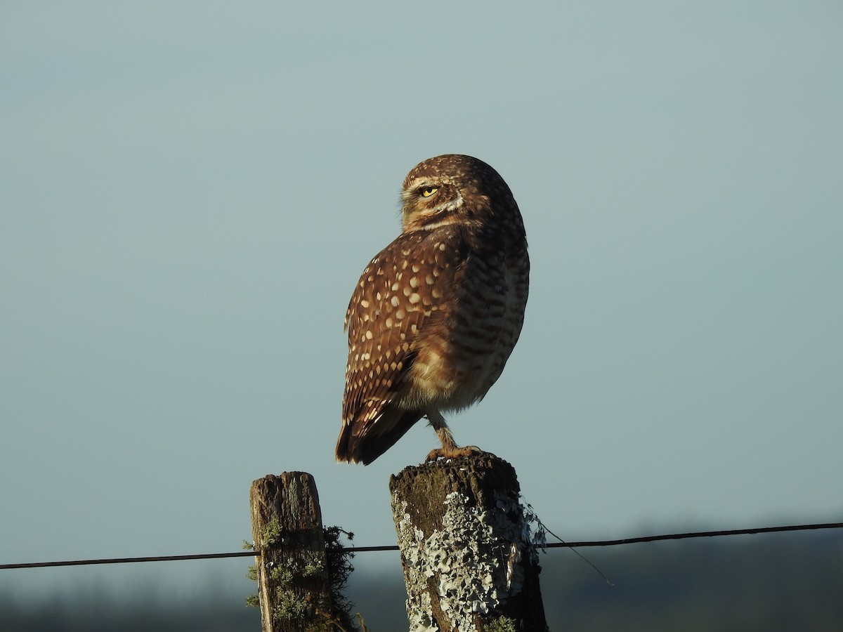 Burrowing Owl - ML572734211