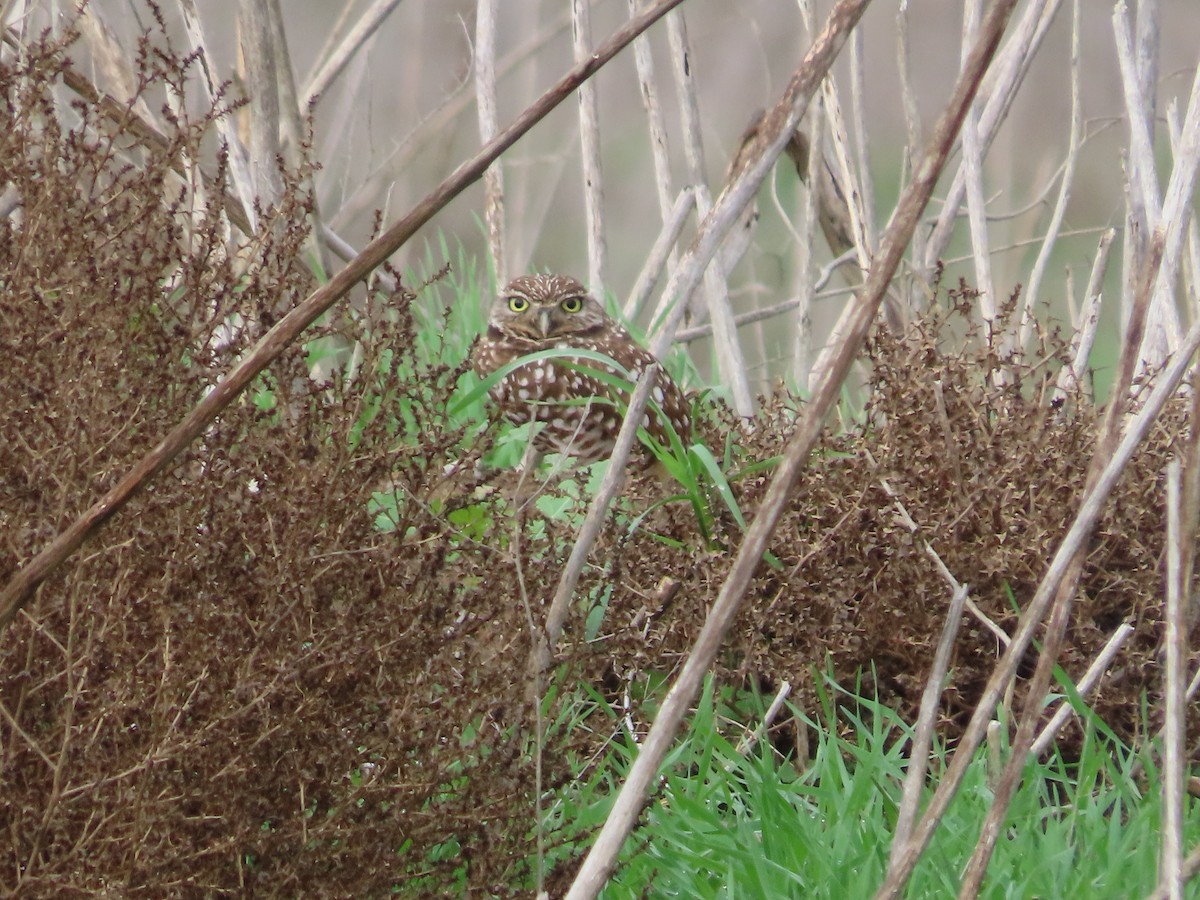 Burrowing Owl - Shirley Reynolds