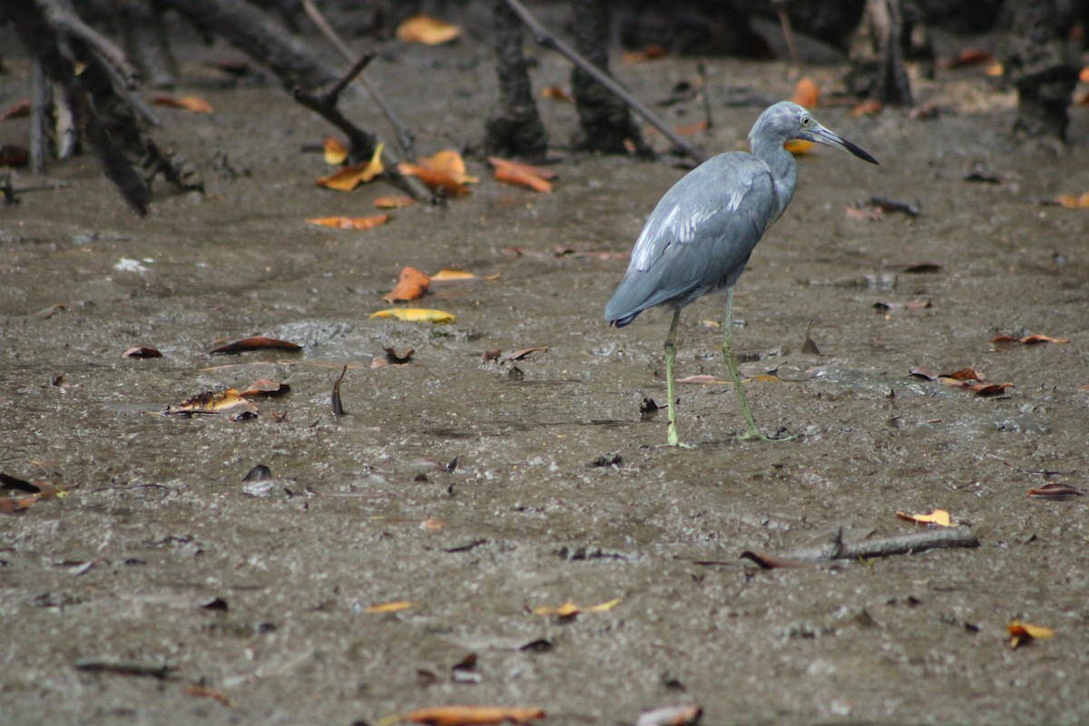 Little Blue Heron - ML572734801