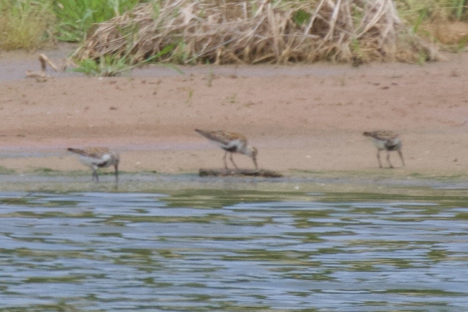 Dunlin - ML572735101