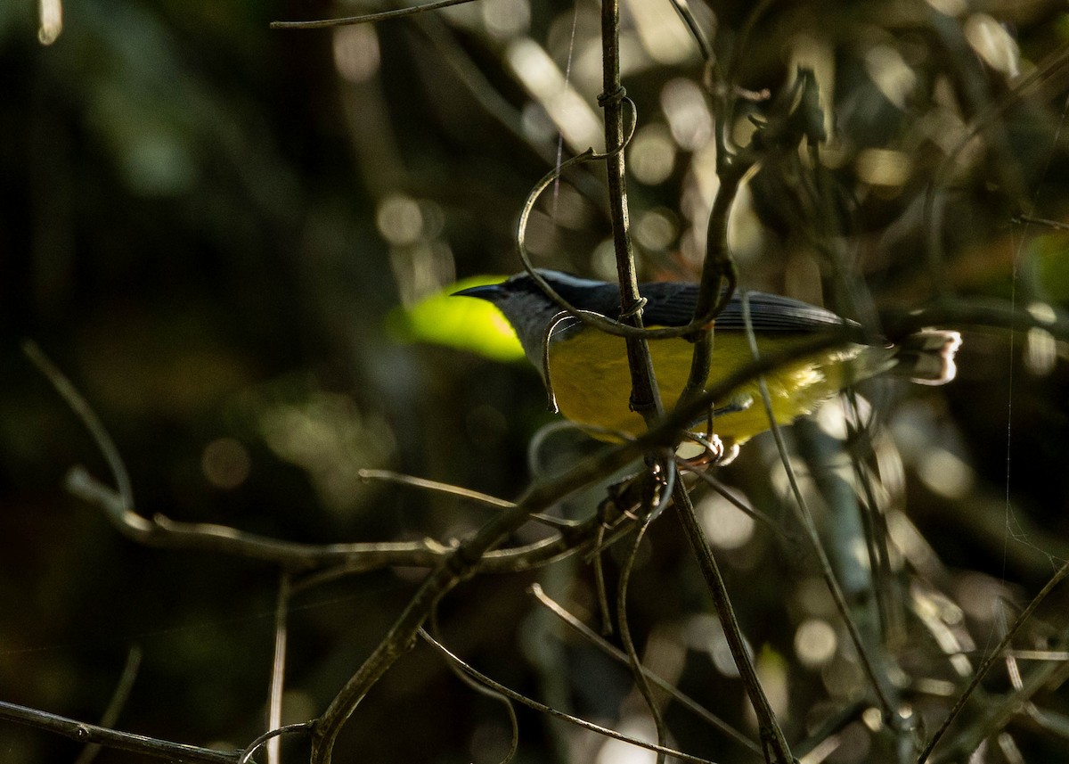 Bananaquit - Clarisse Odebrecht