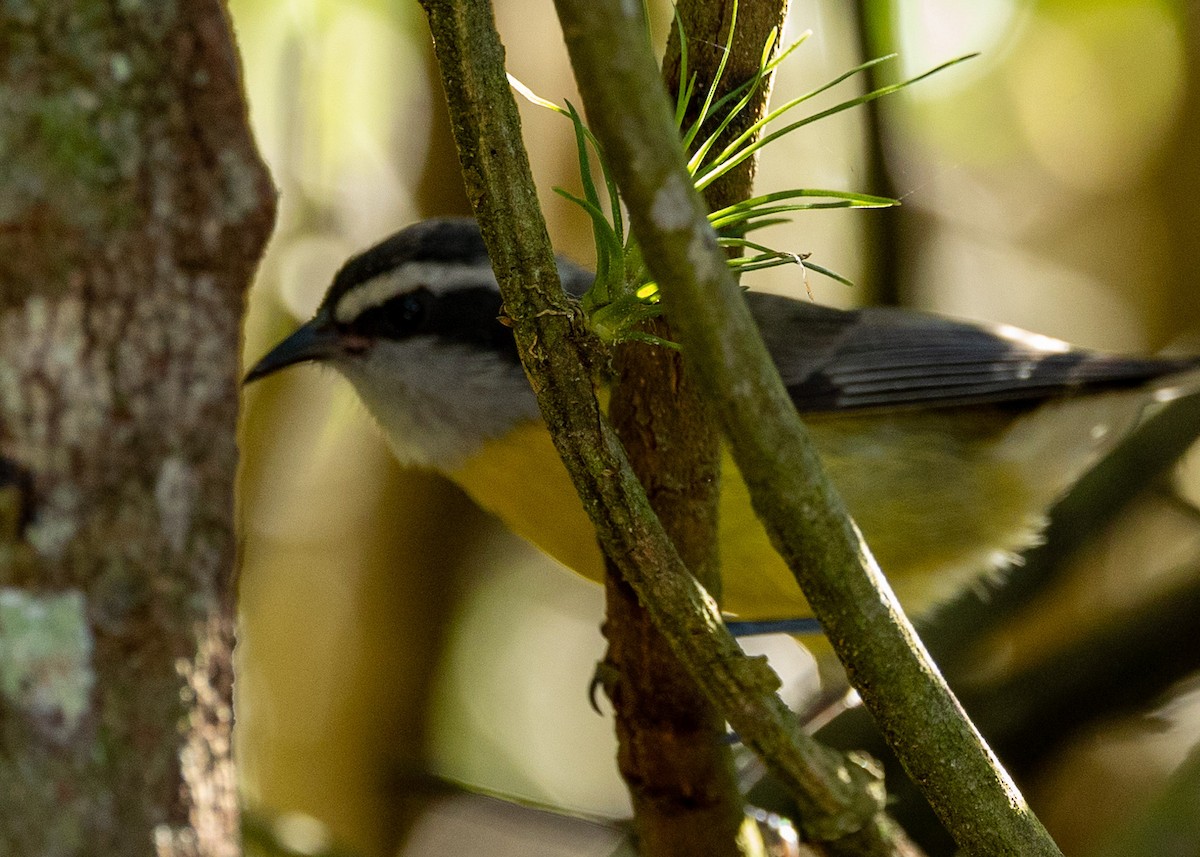 Bananaquit - ML572735171