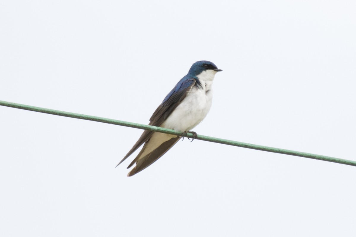 Tree Swallow - ML572735251