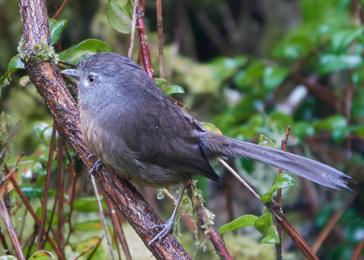 Wrentit - ML572735831