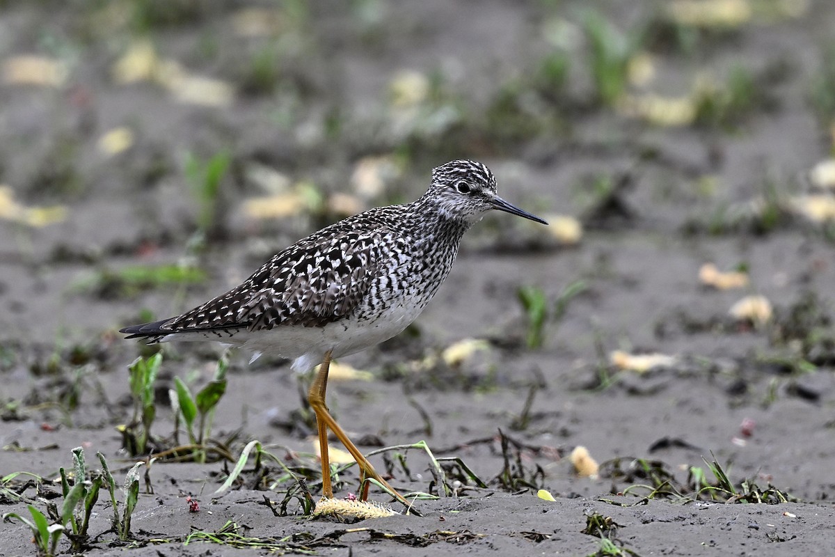 Lesser Yellowlegs - ML572737211