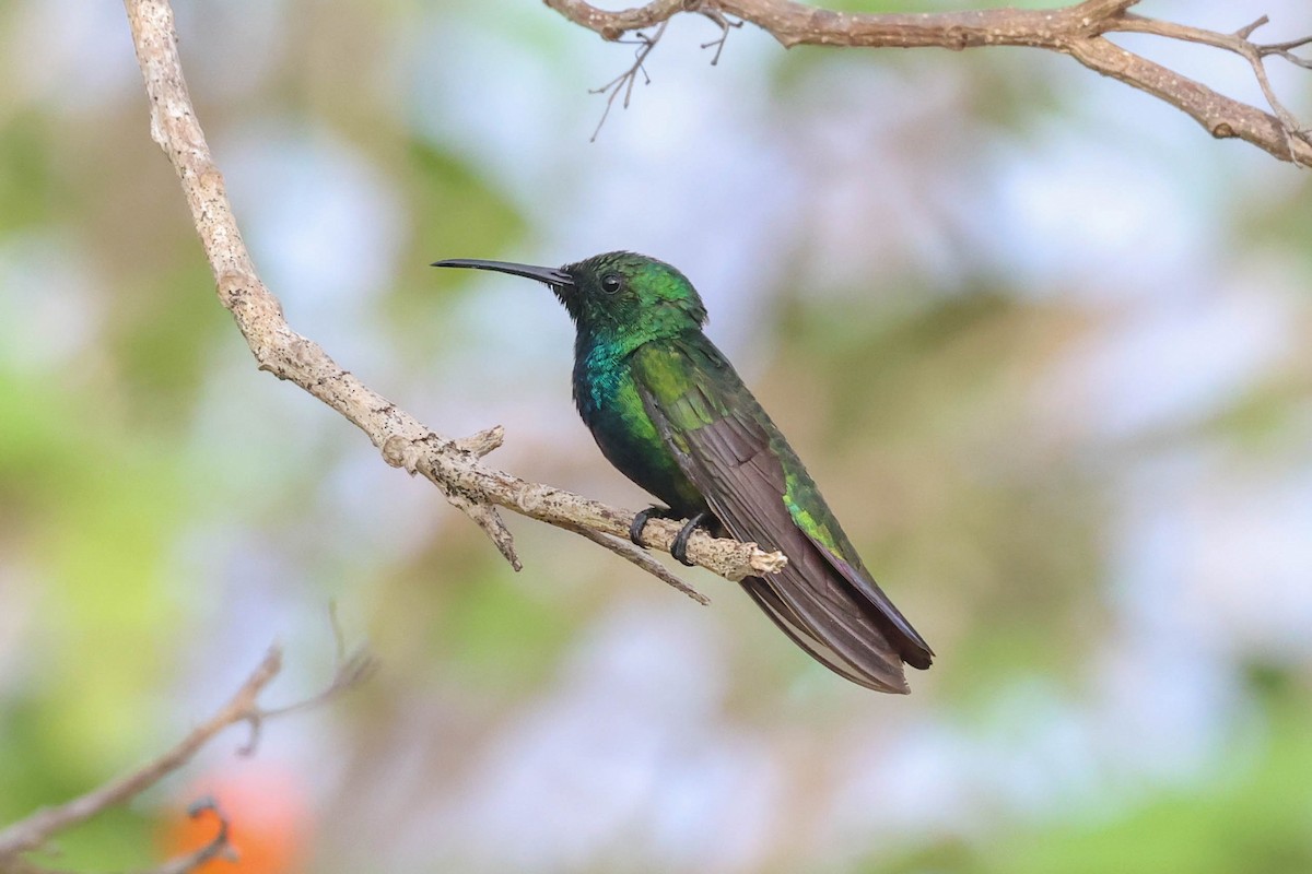 Green-breasted Mango - ML572737591