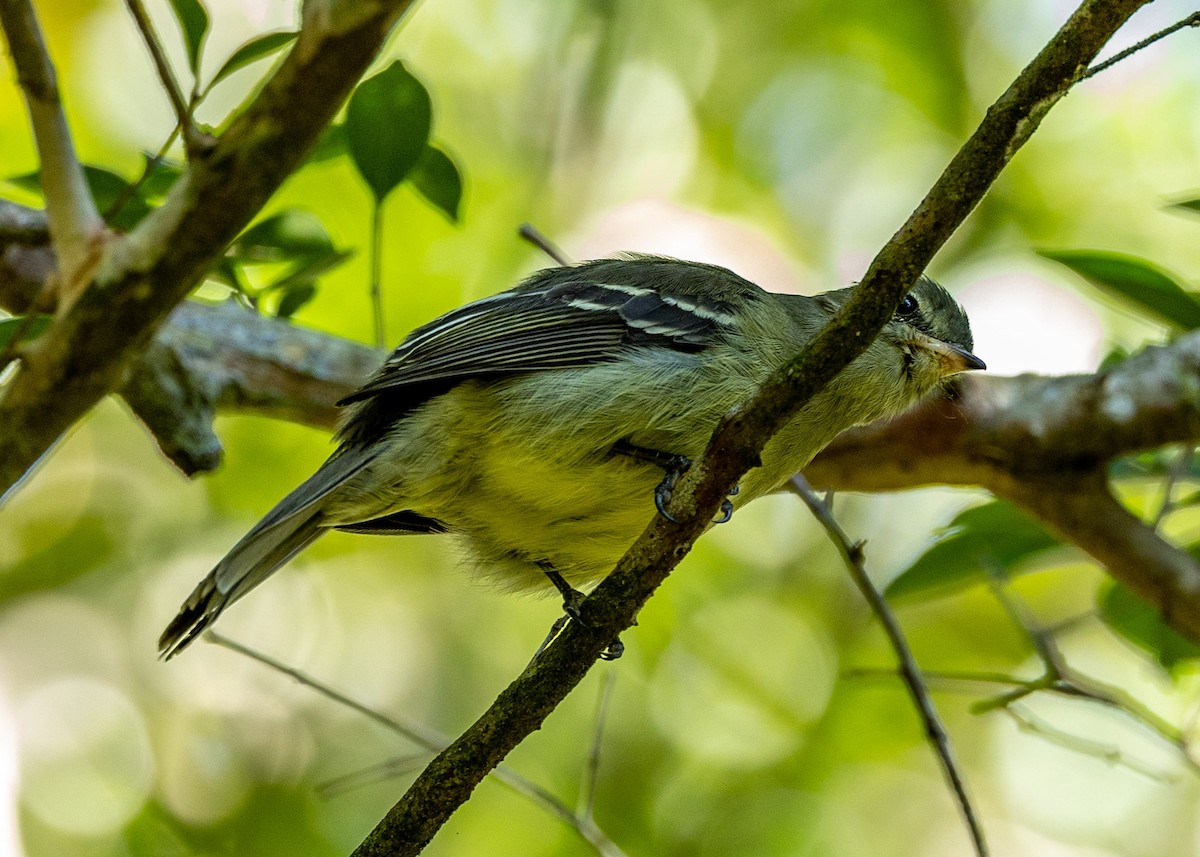 Southern Beardless-Tyrannulet - ML572737801