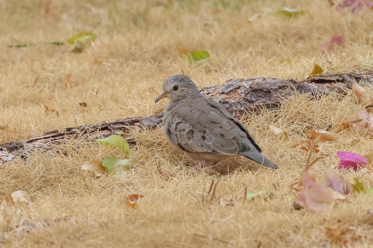 Common Ground Dove - ML572737831