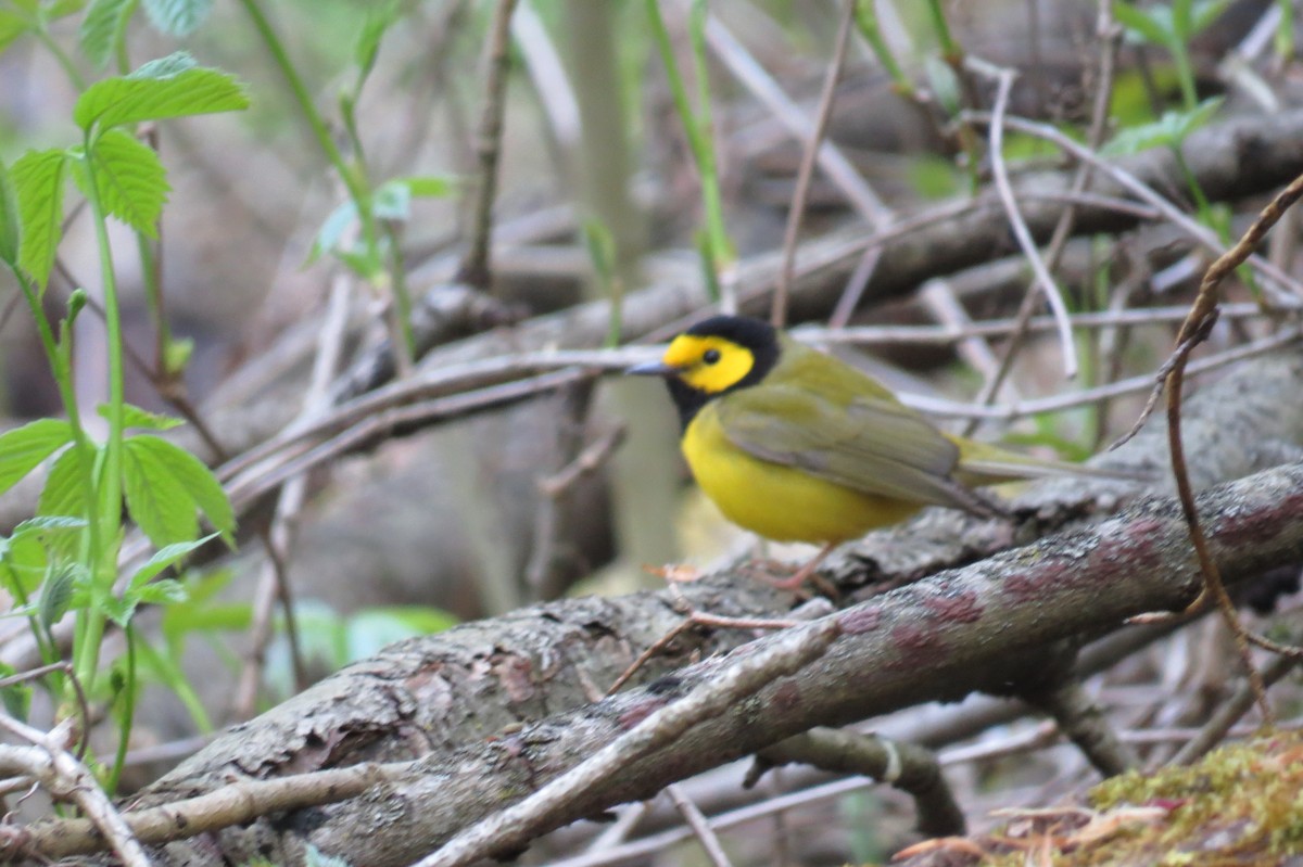 Hooded Warbler - ML572738101
