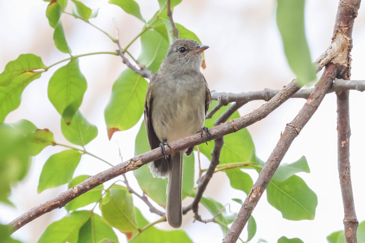 Caribbean Elaenia - ML572738621