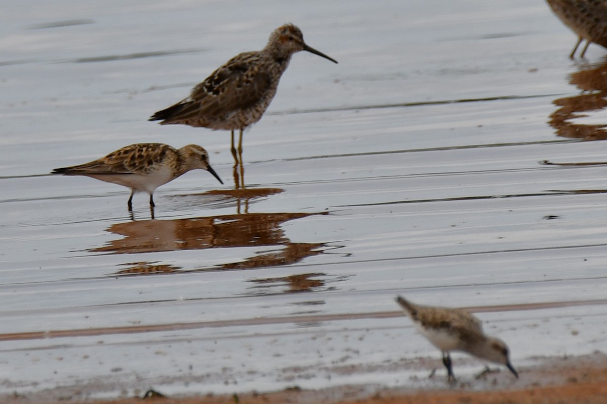 Baird's Sandpiper - ML572739521