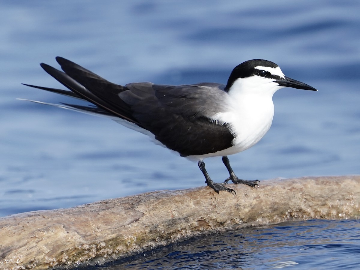 Bridled Tern - ML572739821