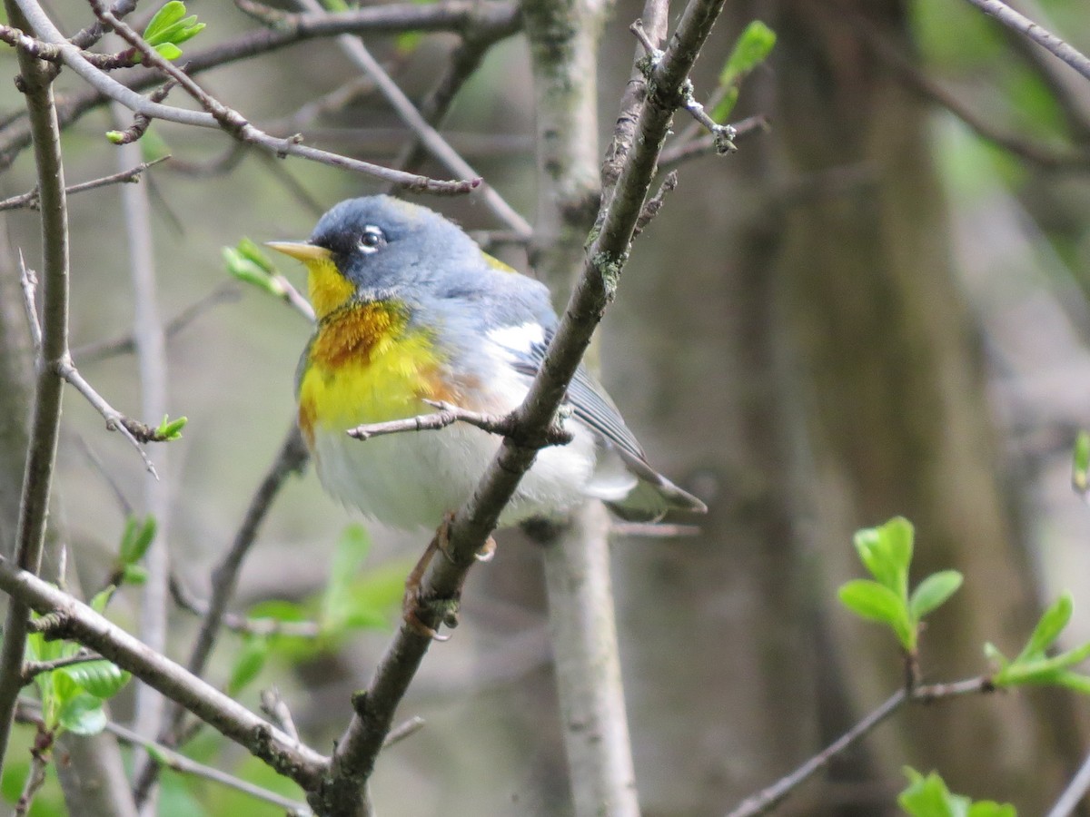 Northern Parula - Diana Werezak