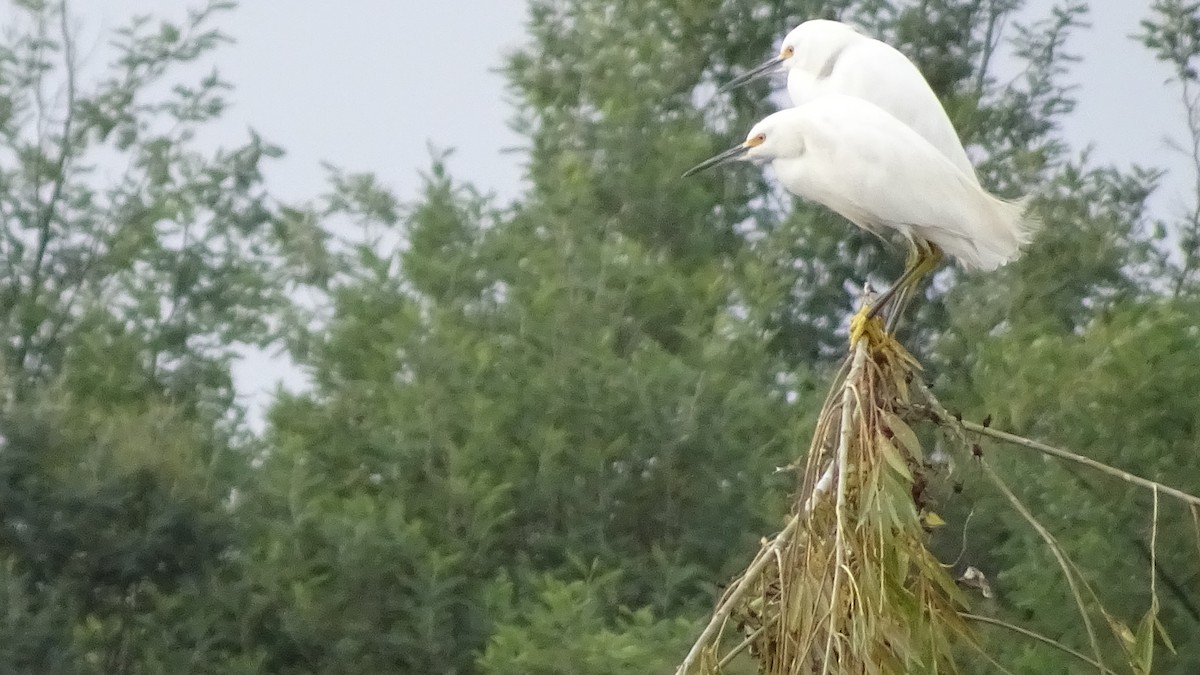 Snowy Egret - ML572740801