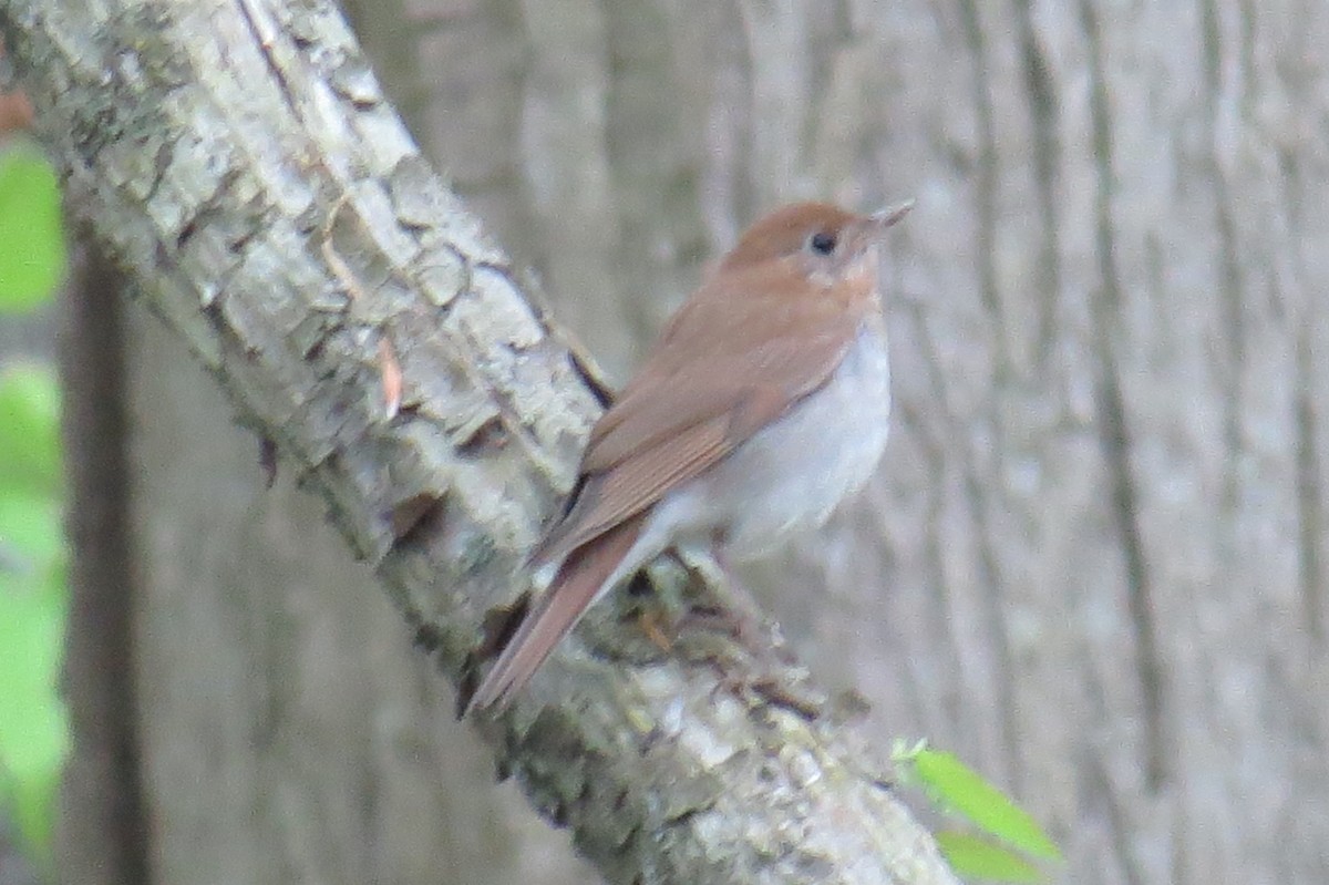 Veery - ML572740901