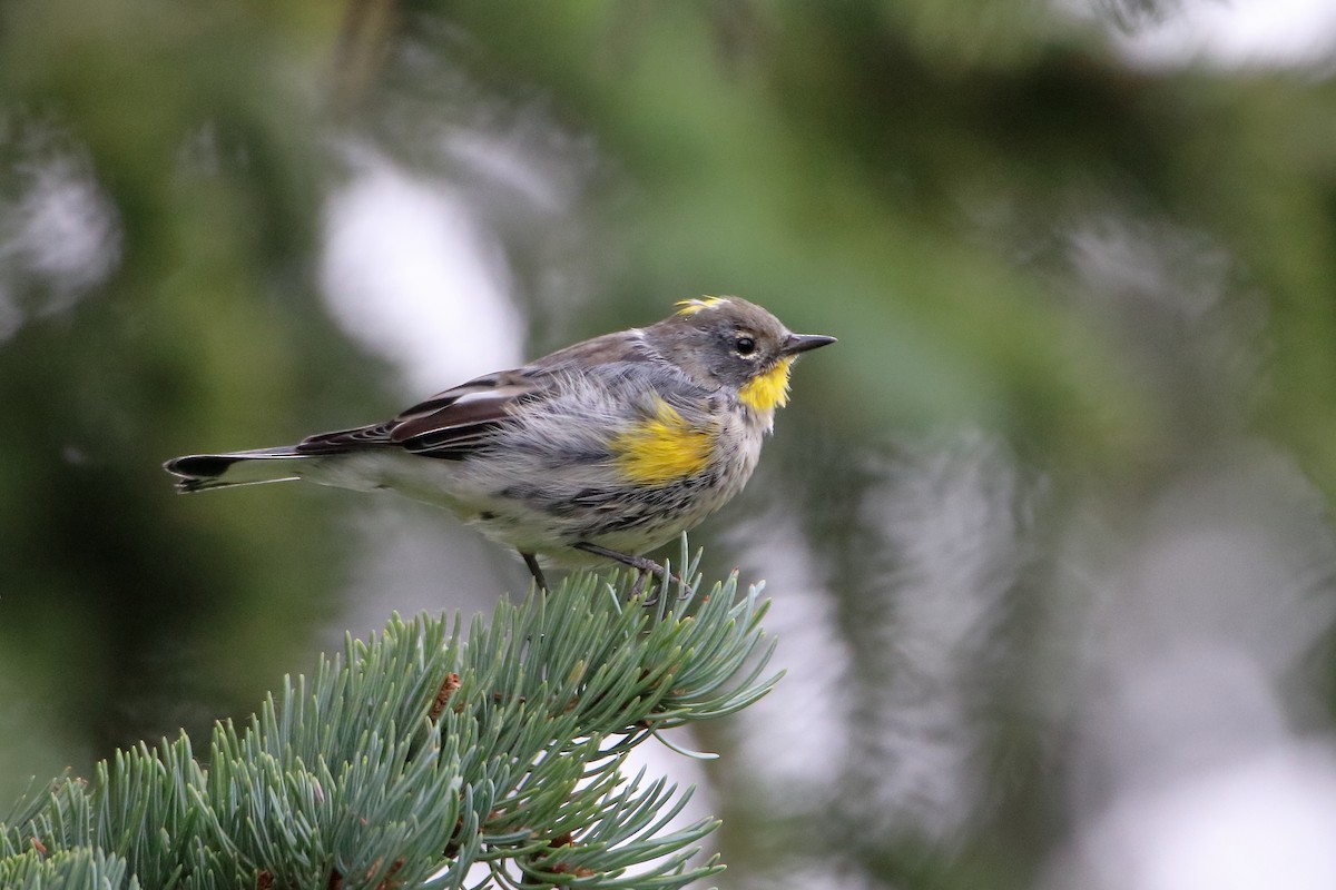 Yellow-rumped Warbler - ML572741061