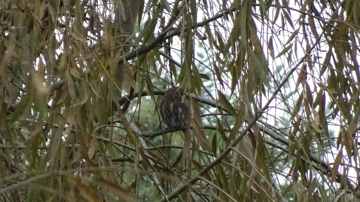 Austral Pygmy-Owl - ML572741131