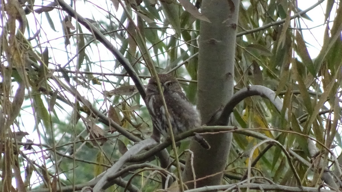 Austral Pygmy-Owl - ML572741141
