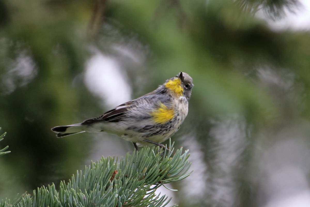 Yellow-rumped Warbler - ML572741181