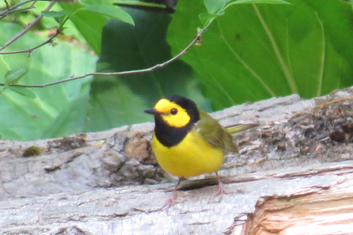 Hooded Warbler - ML572741271
