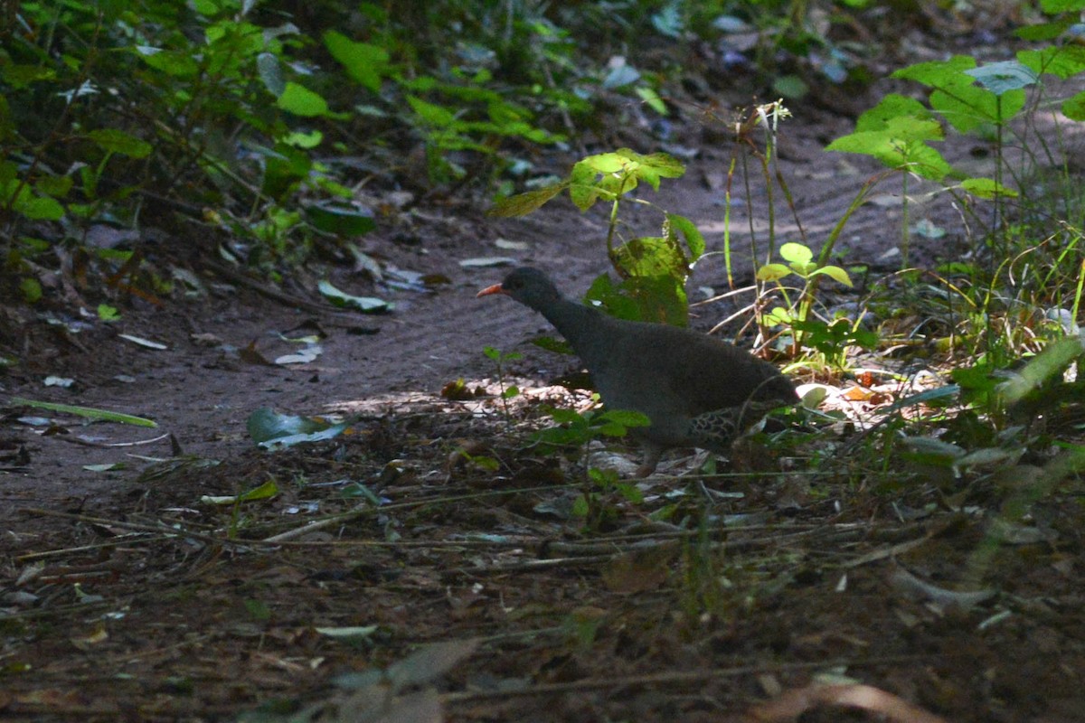 Tinamou tataupa - ML572741541