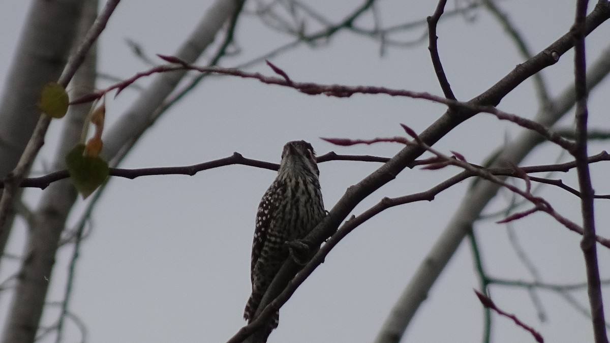 Striped Woodpecker - ML572741681