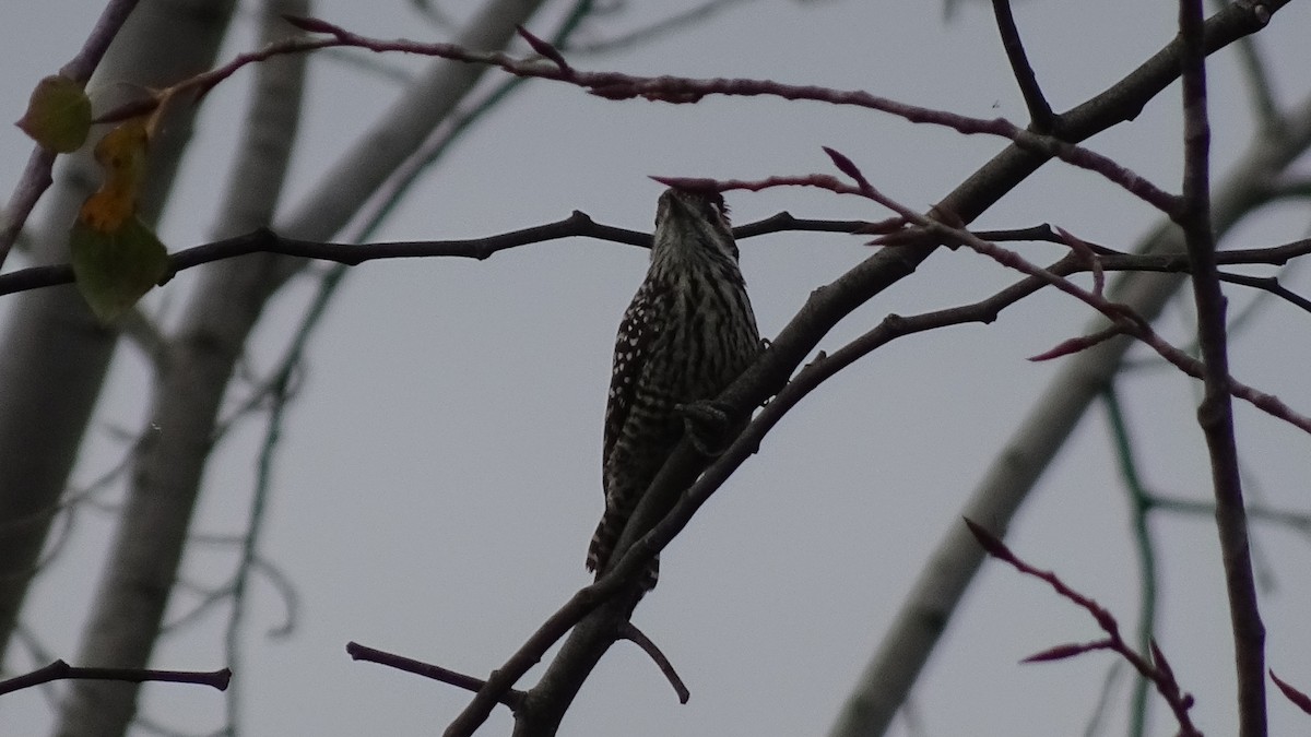 Striped Woodpecker - ML572741691
